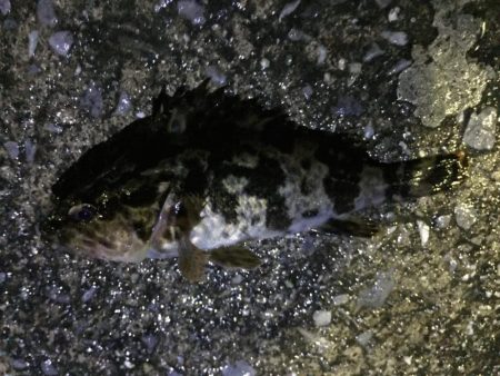 天保山、ダウンショットでタケノコ7匹。