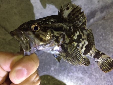 天保山、ダウンショットで怒涛の33連発！