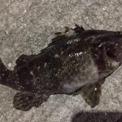 天保山、シーバスリベンジしたものの…