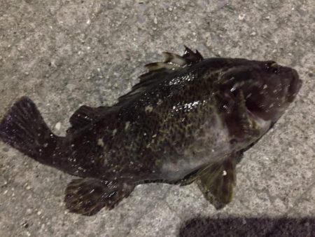 天保山、シーバスリベンジしたものの…