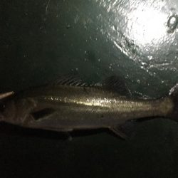 バチ抜け祭り開催中！20分で3本ヒット。