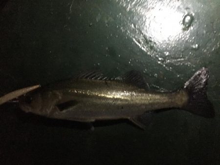 バチ抜け祭り開催中！20分で3本ヒット。