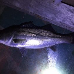 バチ抜け祭り、本日は3本!