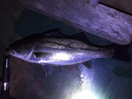 バチ抜け祭り、本日は3本!