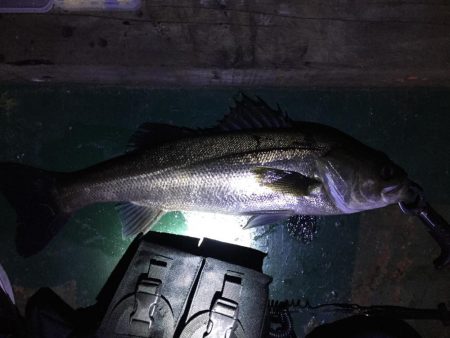 バチ抜け祭り、7バイト7キャッチ！