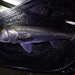 後期バチパターンでシーバス6本！