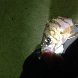 小メバルばかり…