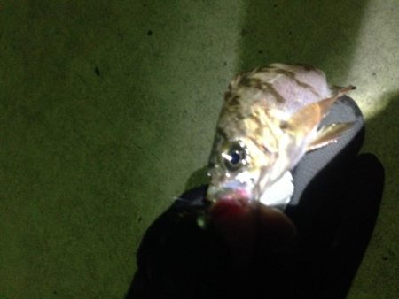 小メバルばかり…