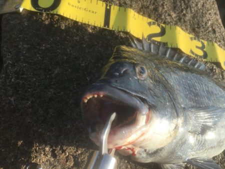 ボトム ズル引きパターンで