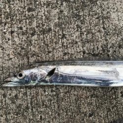 タチウオ狙いボウズなし