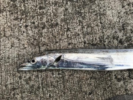 タチウオ狙いボウズなし