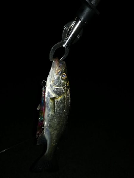 チーバス軍団。