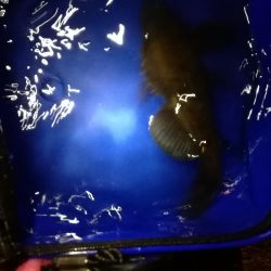 久々のグッドサイズ