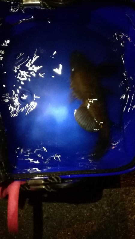 久々のグッドサイズ