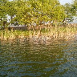 GW中盤シャロー