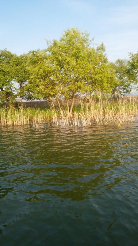 GW中盤シャロー