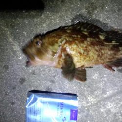 メバリング不発ガシラグッドサイズ！