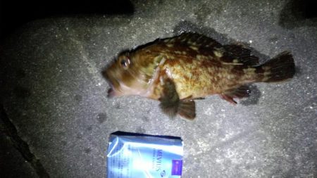 メバリング不発ガシラグッドサイズ！