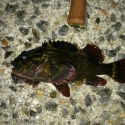 連日フェリーターミナルのヘチ釣り（本日も小さいながらキビレゲット！）