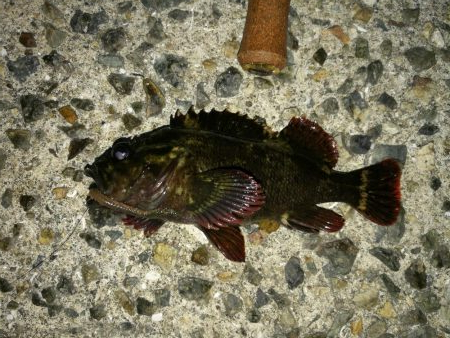 連日フェリーターミナルのヘチ釣り（本日も小さいながらキビレゲット！）