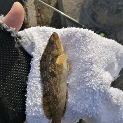 フェリーターミナルでのヘチ釣り釣果（夜は強風渋いながらも小キビレチヌ、明けてアブシン釣果有り）