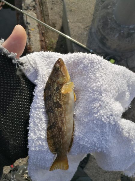 フェリーターミナルでのヘチ釣り釣果（夜は強…