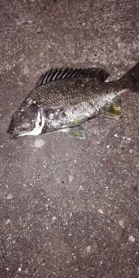 根魚