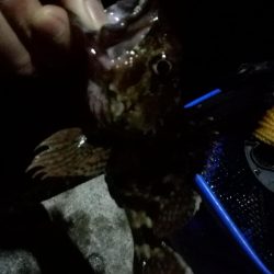 アジング成立せず