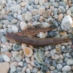 大きなエソと小さなマゴチが釣れましたー