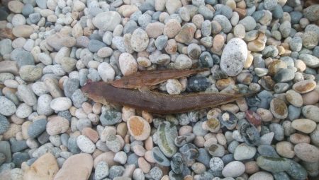 大きなエソと小さなマゴチが釣れましたー