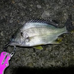 雨天後のフェリーターミナルのヘチ釣り（小キビレ爆釣）