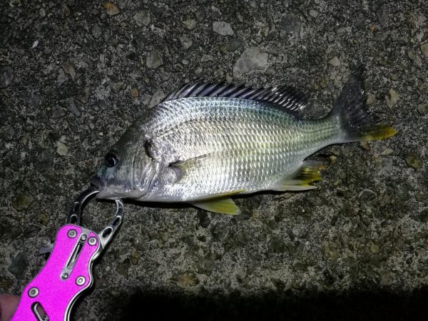 雨天後のフェリーターミナルのヘチ釣り（小キビレ爆釣）