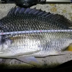 フェリーターミナルのヘチ釣り(自分キビレまだまだ行けます!w)