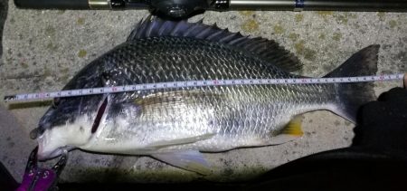 フェリーターミナルのヘチ釣り(自分キビレまだまだ行けます!w)