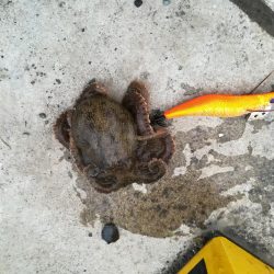 シーバスとエギング