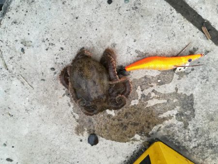 シーバスとエギング