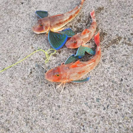 ショアジギでホウボウ!