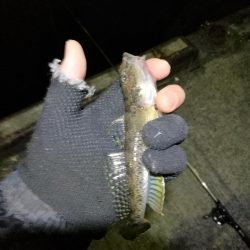 またフェリーターミナルのヘチ釣り（一応坊主じゃない(笑)）