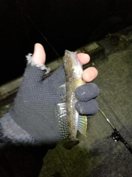 またフェリーターミナルのヘチ釣り（一応坊主じゃない(笑)）