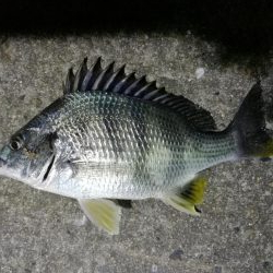 南港フェリーのキビレチヌ（毎度のヘチ釣り釣果結果報告）