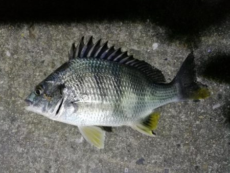 南港フェリーのキビレチヌ（毎度のヘチ釣り釣果結果報告）