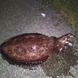 やった！モンゴウイカ、キロアップ！