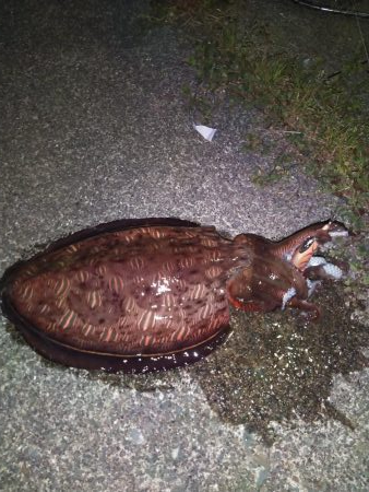 やった！モンゴウイカ、キロアップ！