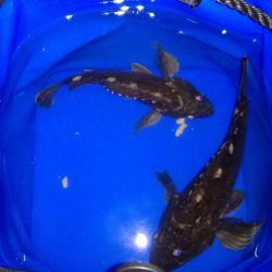 メバルはどこへ？