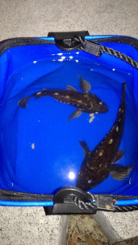 メバルはどこへ？