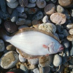 ひらめが釣れましたー