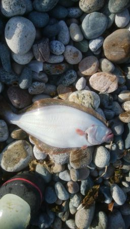 ひらめが釣れましたー