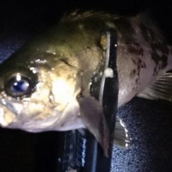 風が強い中メバリング