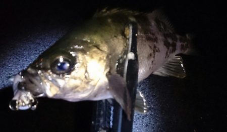 風が強い中メバリング