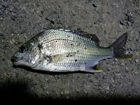 南港フェリーのヘチ釣り（小キビレ今日も釣れ…